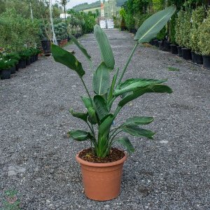 Strelícia kráľovská (Strelitzia Reginae) – výška 80-100cm, kont. C7L